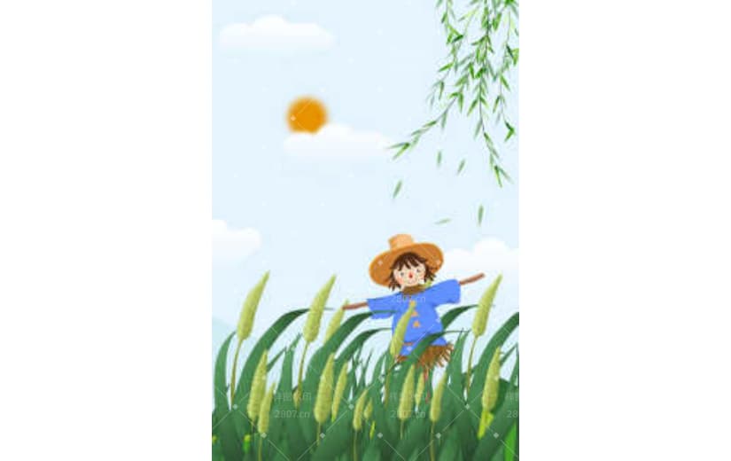卡通手绘二十四节气小满麦子背景