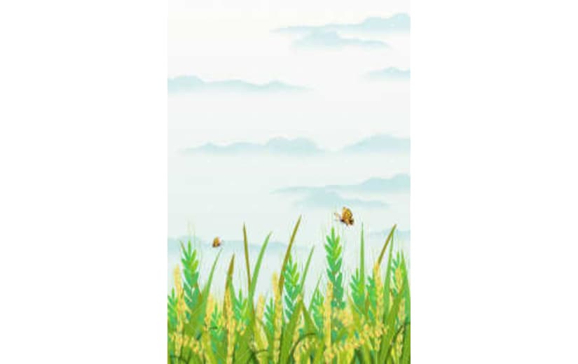 芒种麦田蝴蝶手绘背景