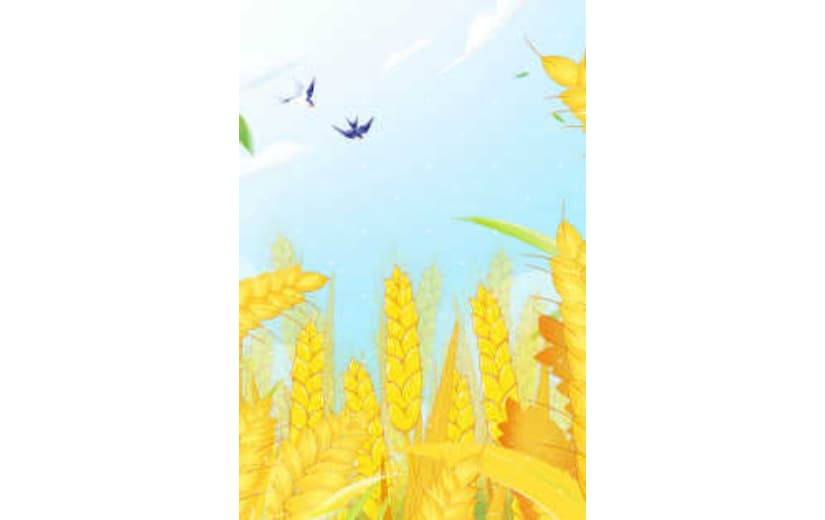 卡通插画芒种节气稻草人背景