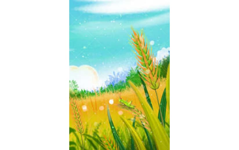 大气简约中国传统节气芒种背景