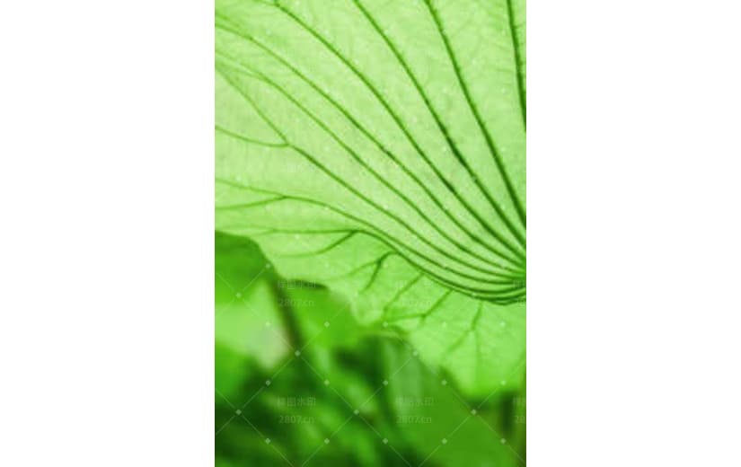 大气简约传统节气小暑背景