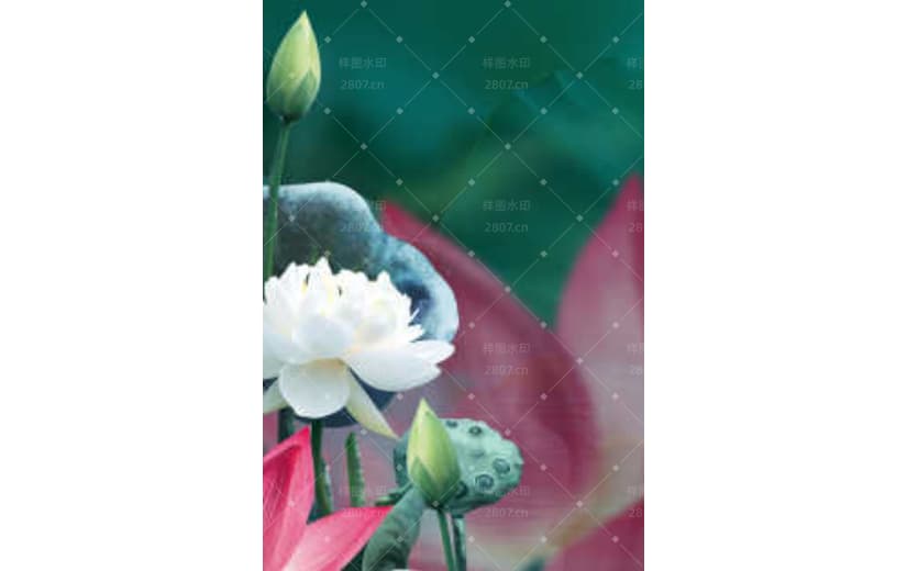 小暑节气文艺清新荷花花苞背景