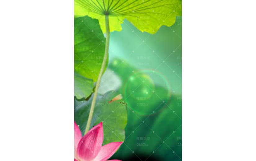 绿色夏日荷花清凉处暑宣传背景