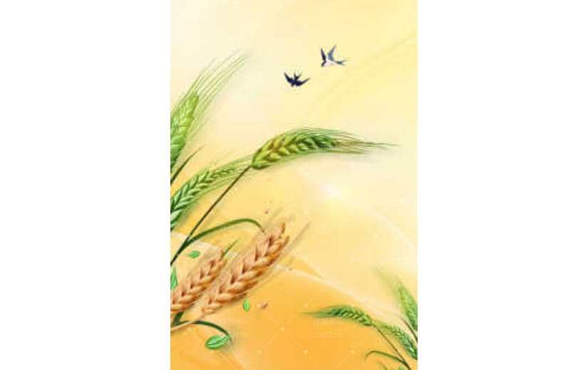 文艺清新芒种节气插画背景