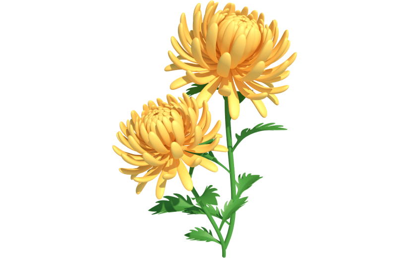 元素卡通3D重阳节菊花