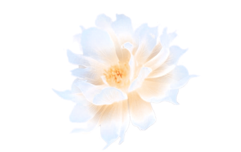 3D风格小清新白色花朵宣传3D素材