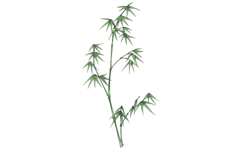 手绘-工笔画竹子植物贴纸3