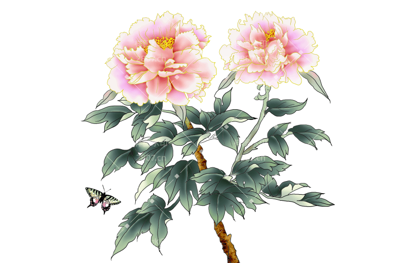 水彩风-中国风植物花卉贴纸-牡丹