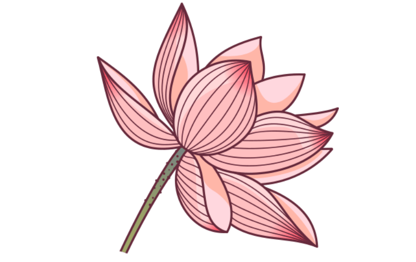 中国风插画-荷花