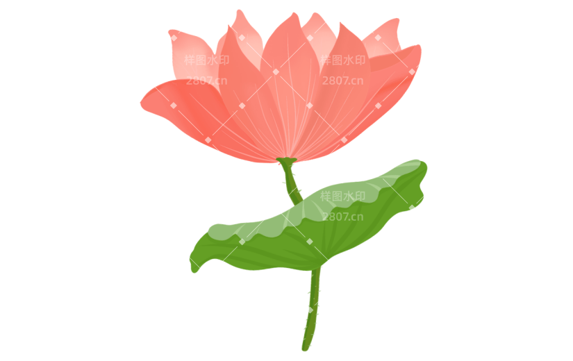 中秋节中国风插画-荷花