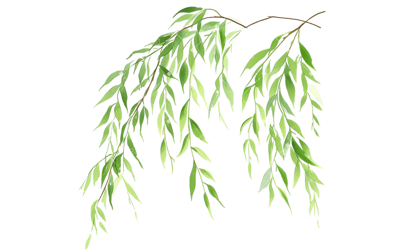 春天春季春日清新水墨风插画柳叶元素素材