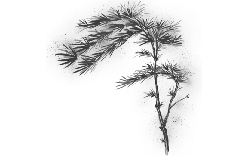 手绘-中国风水墨风植物贴纸-松柏