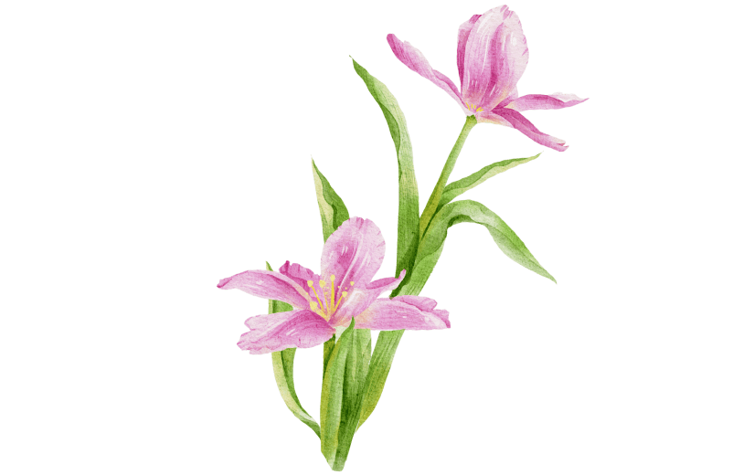 手绘小清新粉色花朵元素