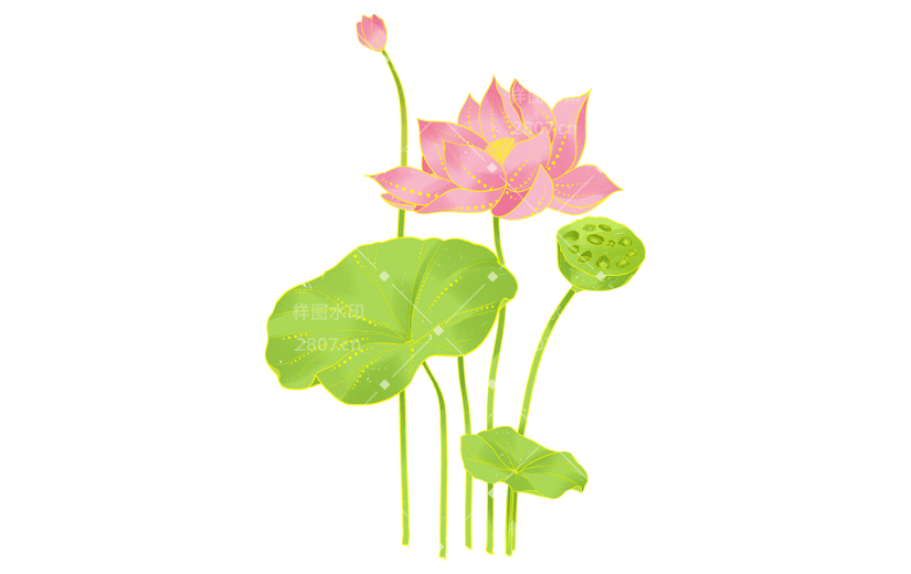 荷花