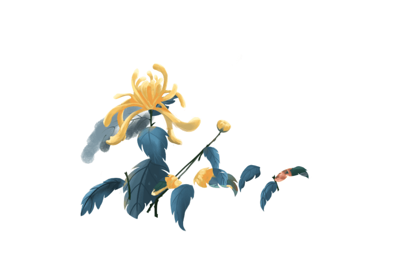 重阳赏菊花插画元素