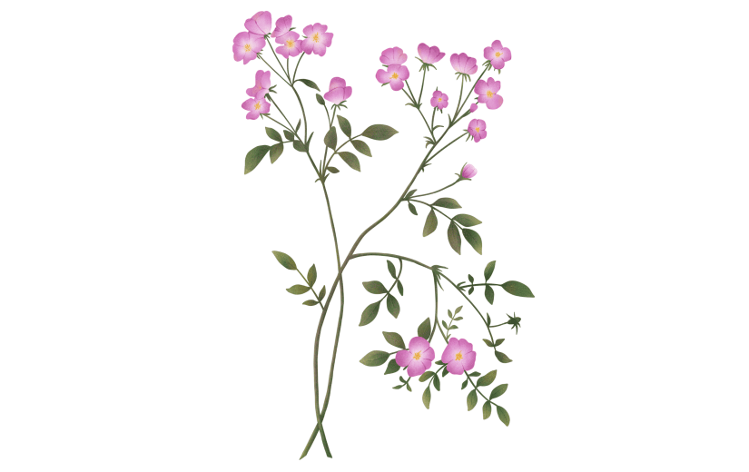 小清新紫色花朵插画