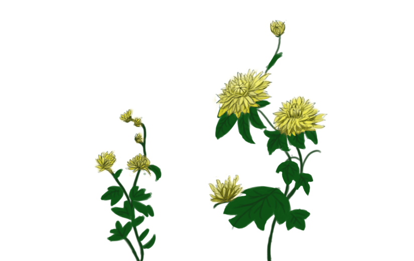 手绘-水墨风动植物贴纸-菊花1