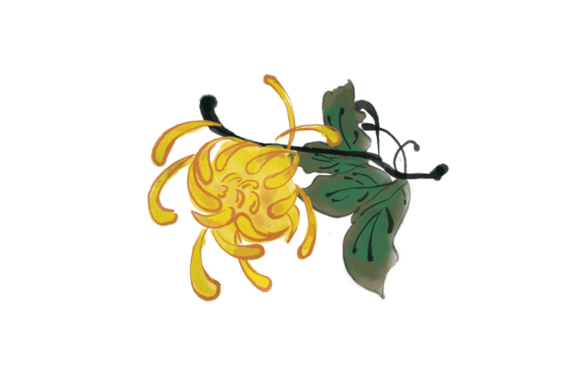 中国风-重阳节插画-菊花