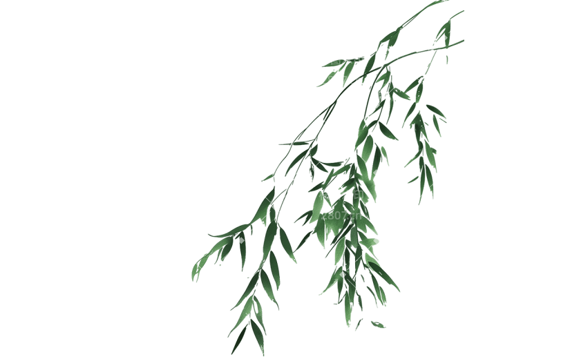 春天春季春日清新水墨风插画柳叶元素素材