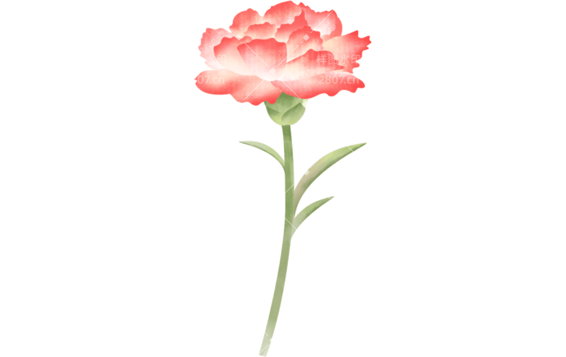 母亲节康乃馨花朵插画贴纸