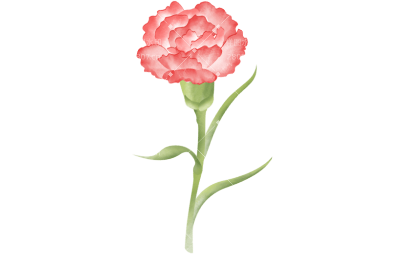 母亲节康乃馨花朵插画贴纸