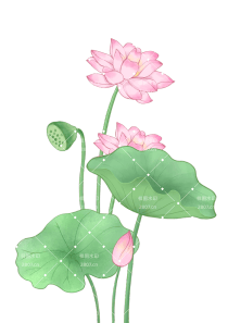 节日元素处暑元素荷花写实插画荷叶