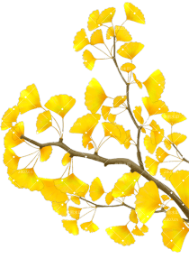 节日元素立秋元素银杏树银杏叶手绘插画写实