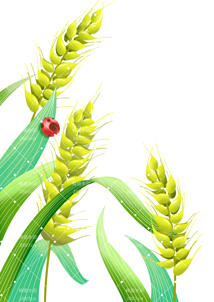 小满节气国潮手绘小麦农作物