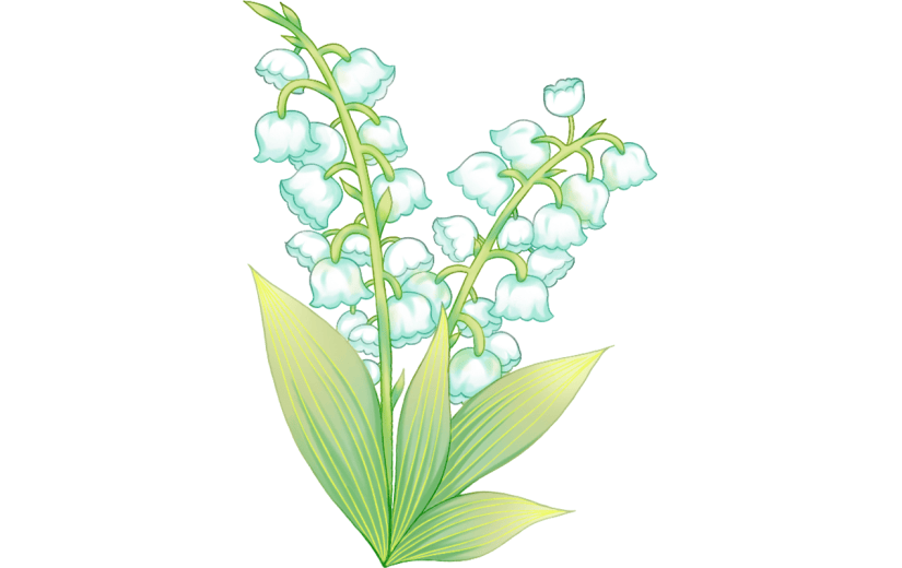 植物清新插画铃兰花朵元素素材
