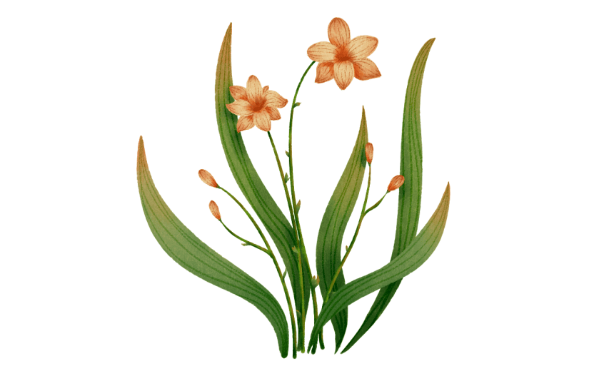 水彩黄色百合花复古花卉贴纸