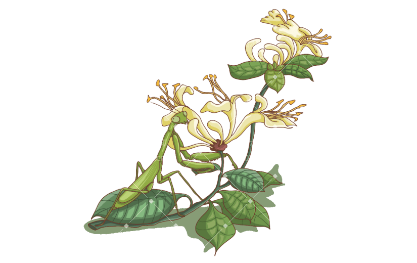 卡通风芒种氛围贴纸-菊花