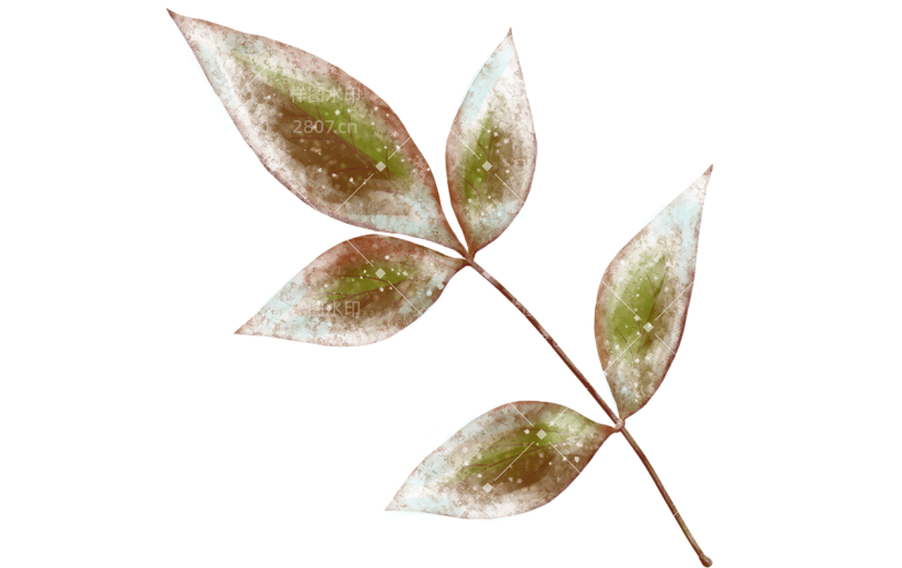 传统节气霜降结霜植物柿子元素