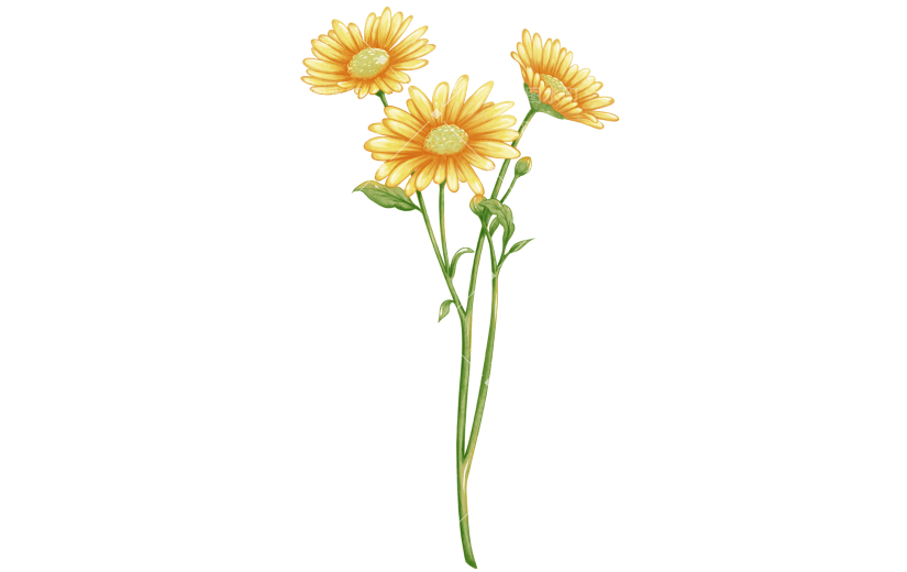 手绘水彩黄色野菊花植物花卉元素
