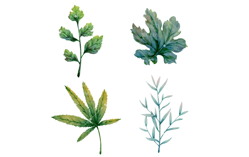 手绘绿色水彩叶子植物元素1