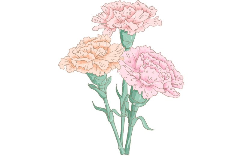 母亲节通用插画康乃馨鲜花花朵元素素材
