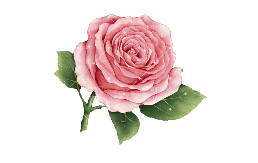 粉色手绘单朵玫瑰插画贴纸