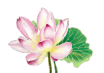 中国风手绘荷花莲花元素