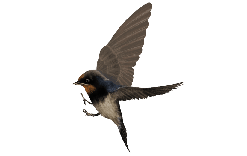 手绘-写实燕子动物元素贴纸3