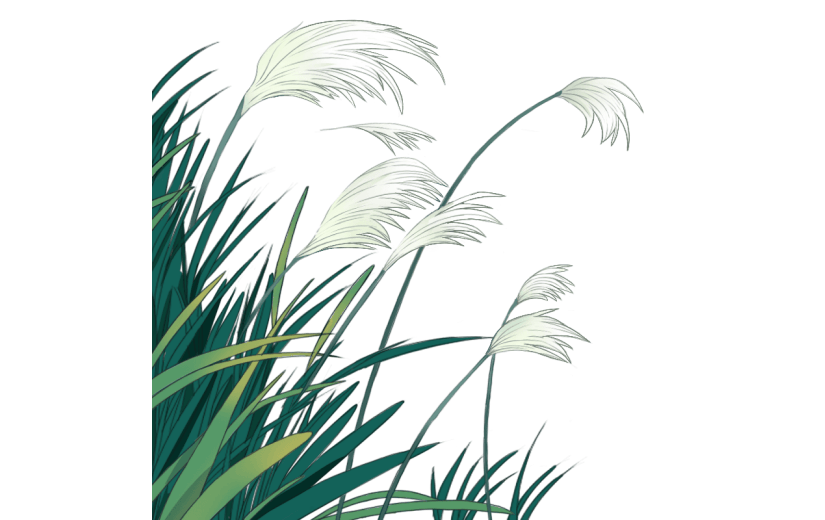 白露节气芦苇