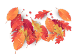 时尚大气秋天落叶枫叶装饰元素
