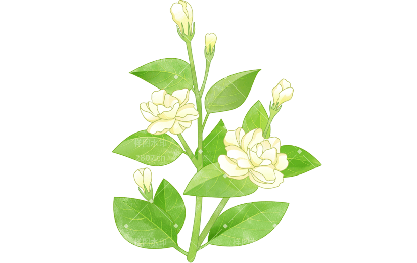 植物通用清新插画花朵元素素材