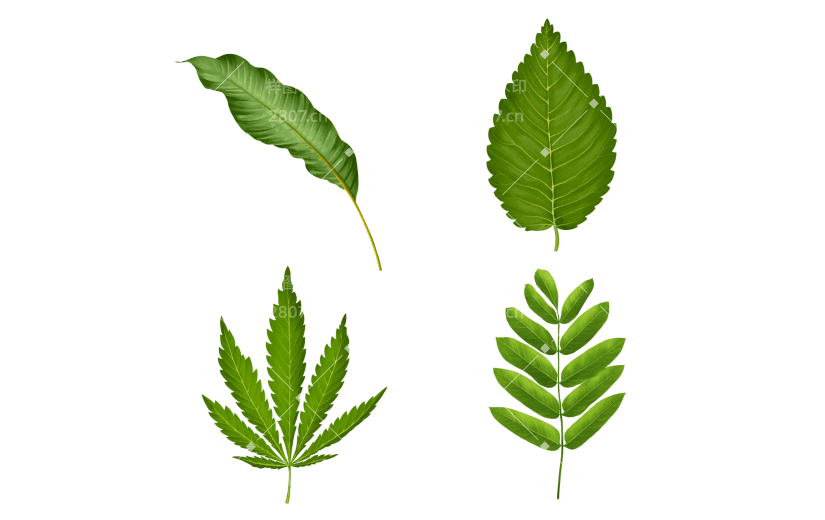 春天生机绿叶元素