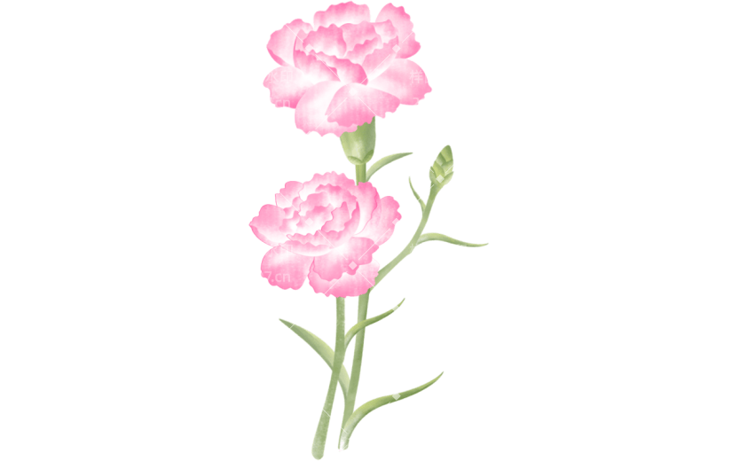 母亲节康乃馨花朵插画贴纸