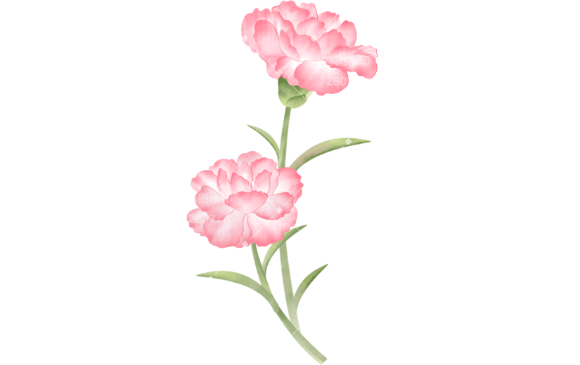 母亲节康乃馨花朵插画贴纸