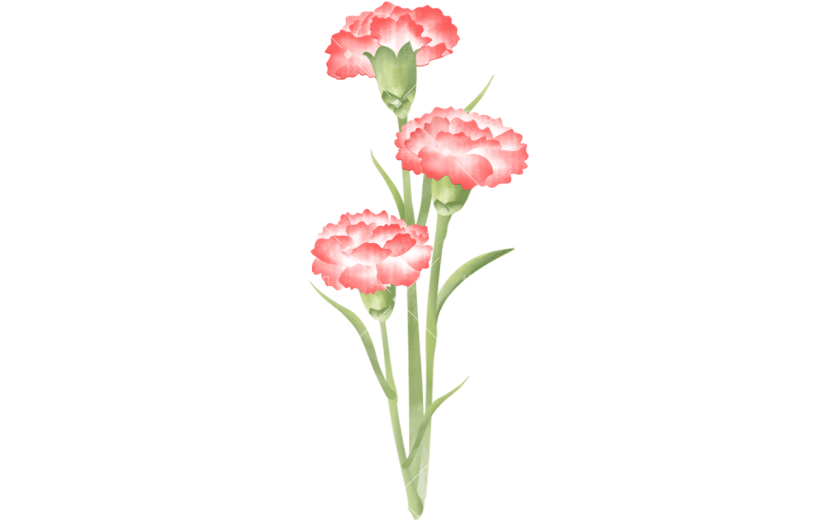 母亲节康乃馨花朵插画贴纸