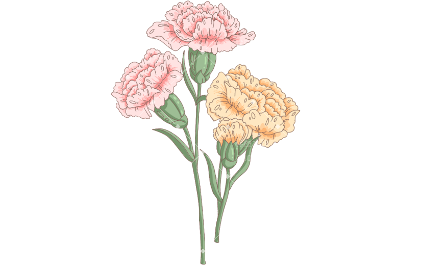 母亲节通用插画康乃馨鲜花花朵元素素材