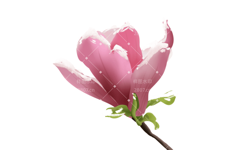 粉色玉兰花小寒元素创意贴纸