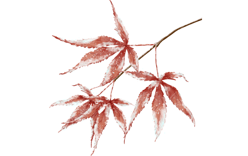 传统节气霜降结霜植物柿子元素