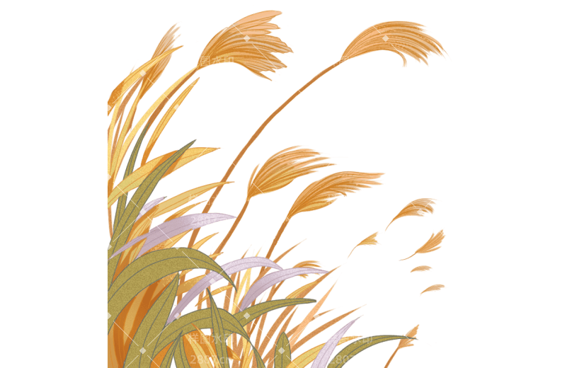 白露节气芦苇