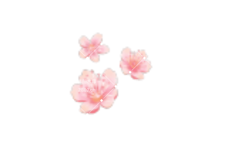 粉色樱花黛粉的花瓣春天的樱花海